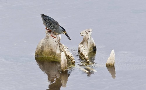 Striated Heron