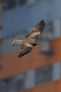 Black-eared Kite