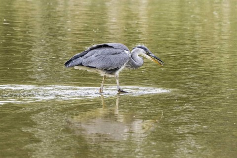 Young grey heron learning to fish in shallow water. Lackford Lakes Suffolk