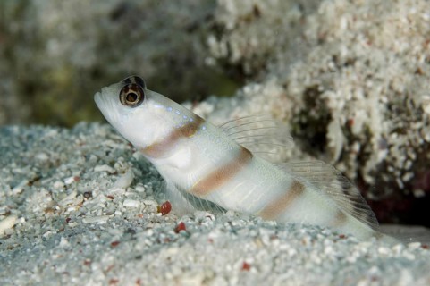 Steinitz' sentinel goby