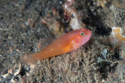 Coral Goby