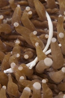 Mushroom coral lake needle