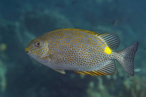 Orange-spotted spinefoot