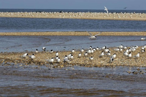 Sandwich Terns gather on the pebble spit on Scolt Head Island