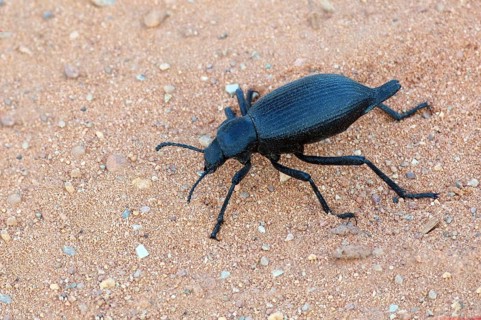 Darkling Beetle