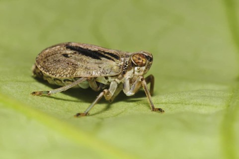 True beetle cicada