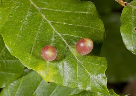 Galls of beech