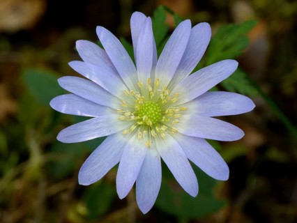 Grecian windflower