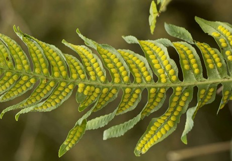 Intermediate polypody close-up of fertile frond