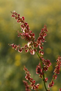 Meadow sorrel