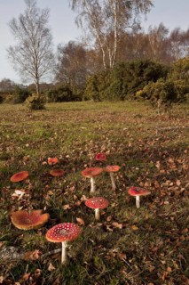 Fly agaric