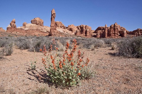 Desert foxtail or holly in Arches National Park