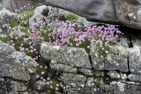 Sea-flowering carnation