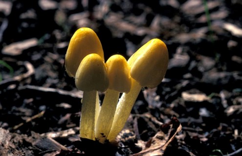 Bolbitius titubans