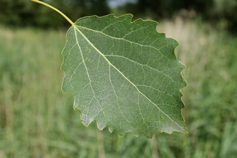 European common aspen