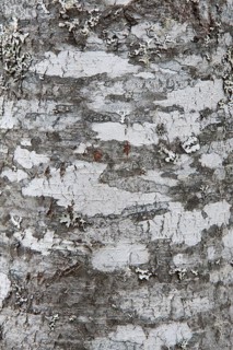 Roble Beech