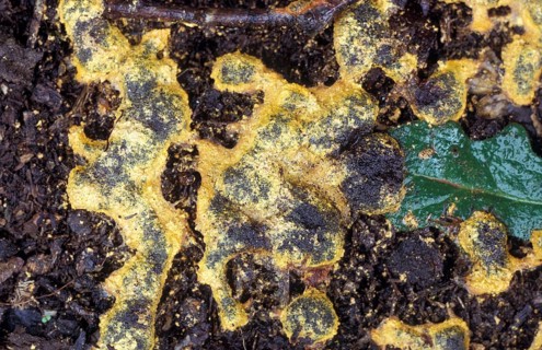 Dog vomit slime mold