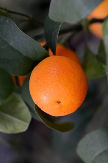 Citrus fruit