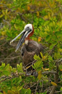 Brown pelican