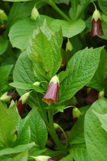 Bell henbane