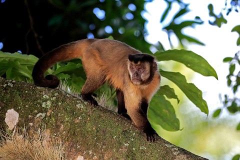 Brown Capuchin