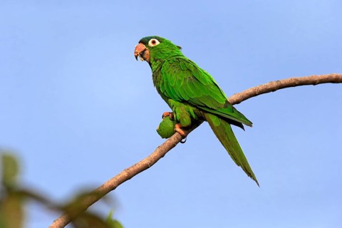 Sharp-tailed Parakeet