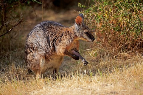 Tammar wallaby