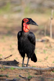 Southern Ground Hornbill