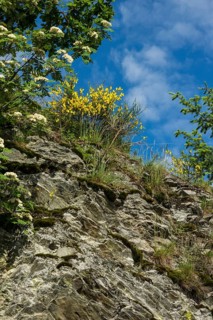 Broom blossom in the Eifel National Park