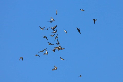 Asian house martin
