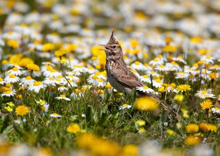 Crested lark