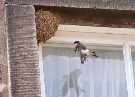 Common house martin
