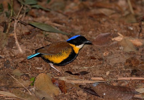 Gurney's Pitta