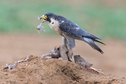 Peregrine falcon