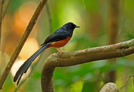White-rumped Shama