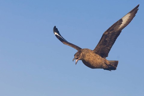 Great Skua