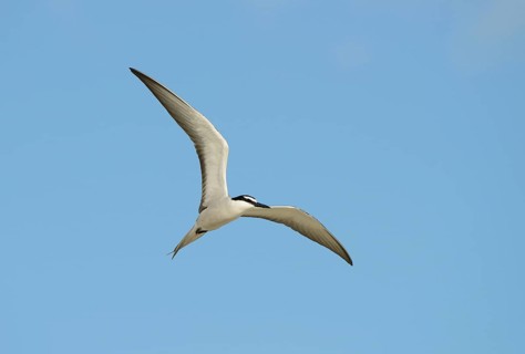 Bridled tern