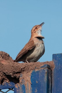 Rufous Hornero