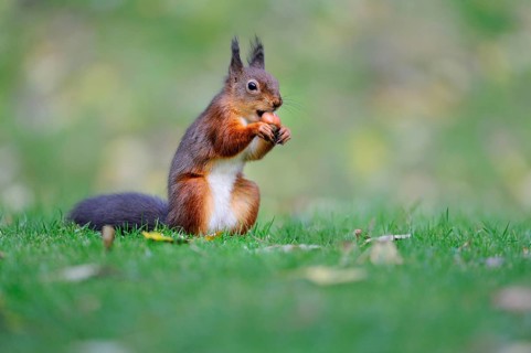 Eurasian red squirrel