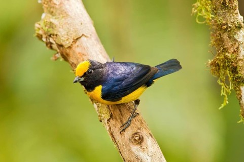 Orange-bellied Euphonia