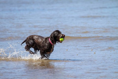 A working cocker spaniel pulling back a ball in the water