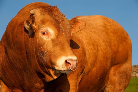 Domestic cattle