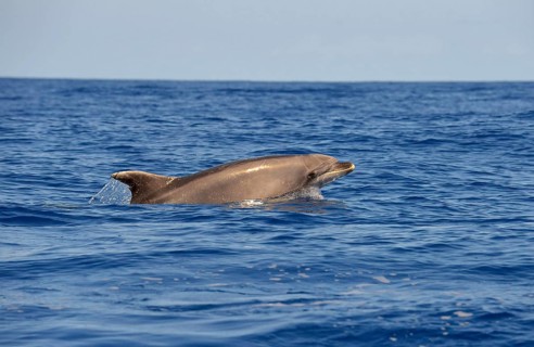 Common Bottlenose Dolphin