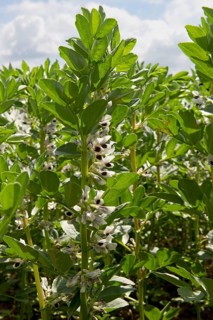 Vetch