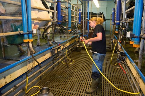 Dairy farmers clean milking parlour