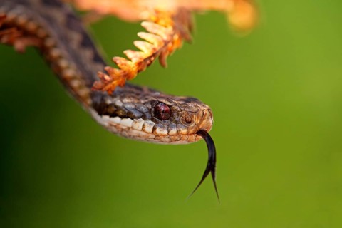 European Adder