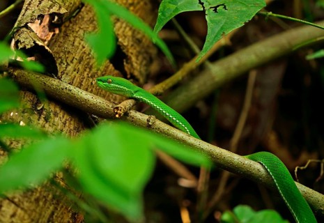 White-lipped island pit vipers