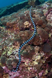 Adder flat-tail