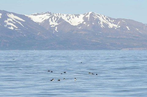 Adult puffin