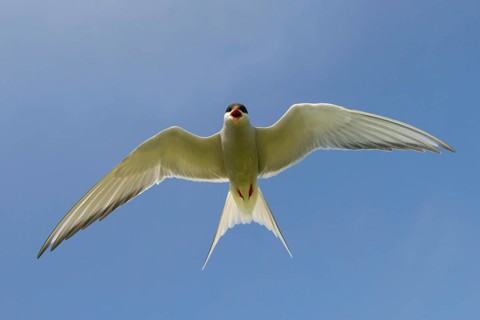 Arctic terns